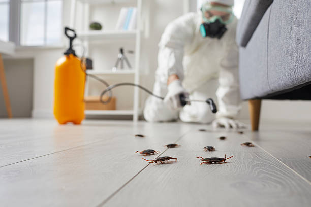 Affordable Termite Control solutions in Randleman, NC